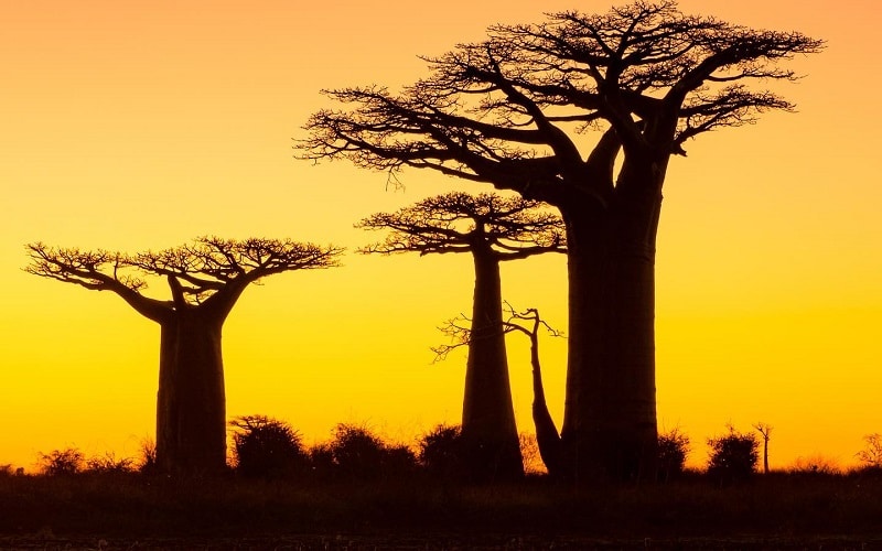 Beautiful Baobabs