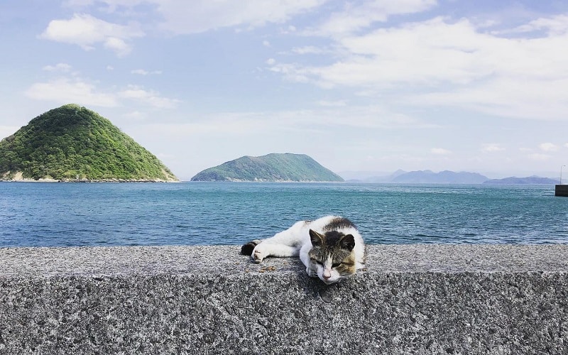 Cat Island, Japan