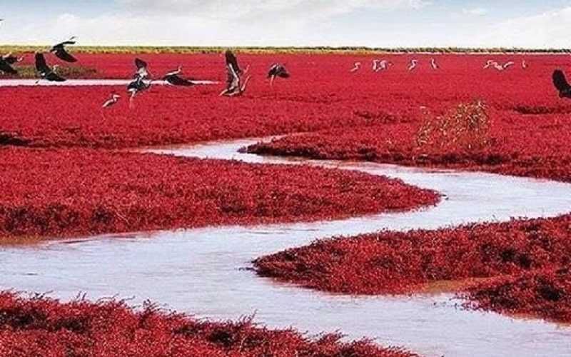 Red Beach, China