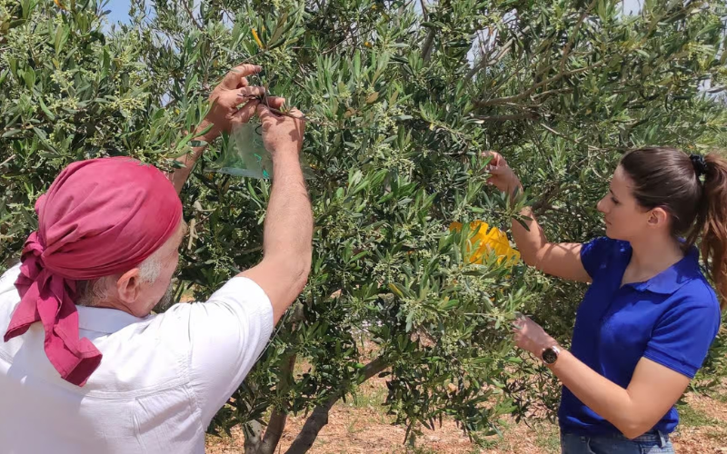 A Guide to Olive Oil Culture in Ostuni