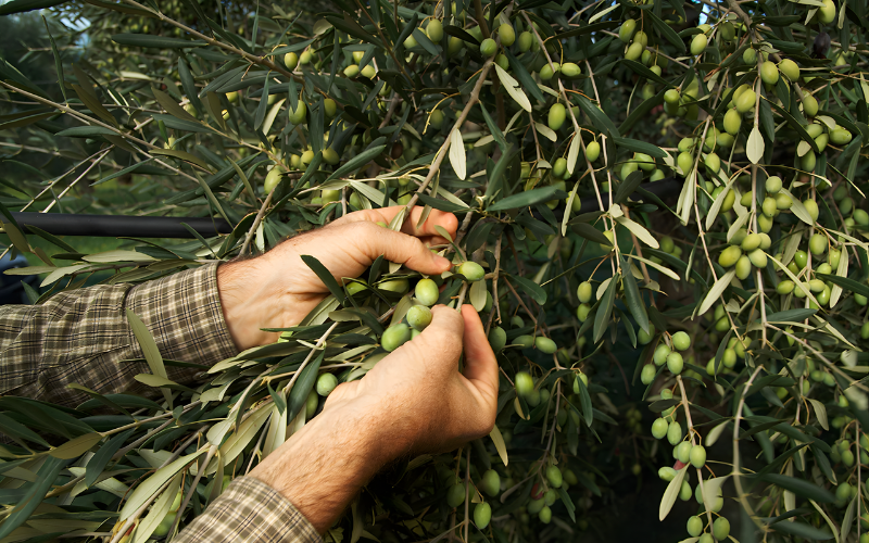 Frantoi Operate During Harvest Months