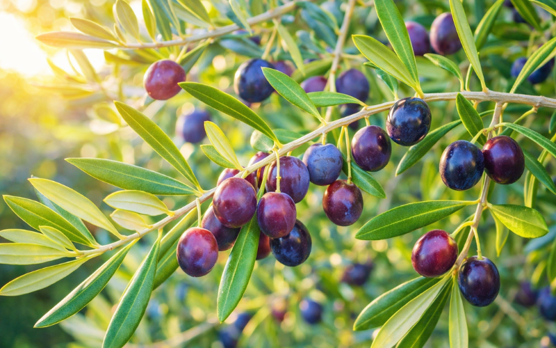 Ogliarola and Cellina Are Local Olive Varieties